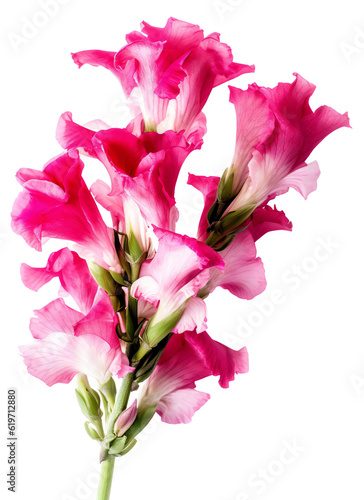 Bouquet of fuchsia gladiolus with green stems. Floral design element isolated on transparent background. Floral decor. Isolated on transparent background. KI.