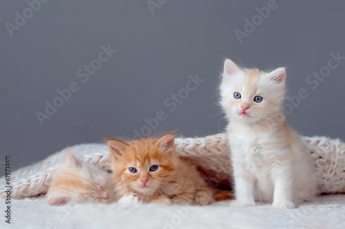 Wallpaper Mural Three cute ginger tabby kittens sleeping together. Cute baby cats in love. Kids animal cat and cozy home concept. Pets. Taking care of animals Torontodigital.ca