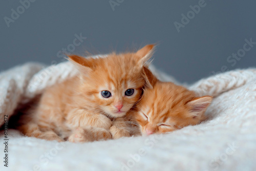 Two cute kittens sleep on fluffy blanket. Portrait of beautiful ginger fluffy striped tabby kittens. Animal baby cat lies in bed