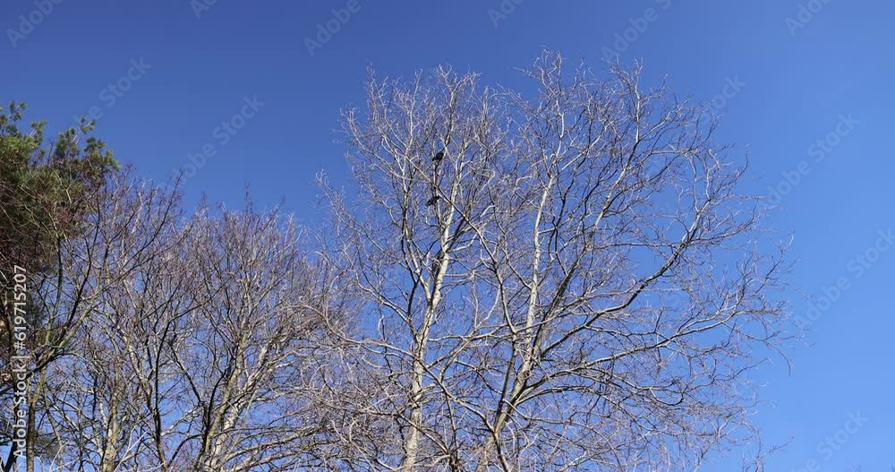 Bare trees in early spring in sunny clear weather, blue sky and a large number of trees growing in the spring park Bare trees in early spring in sunny clear weather, blue sky and a large number of trees growing in the spring park