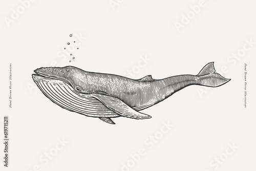 Hand-drawn image of a whale. Ocean animal on a light background. Vector illustra􀆟on in vintage engraving style for your design.