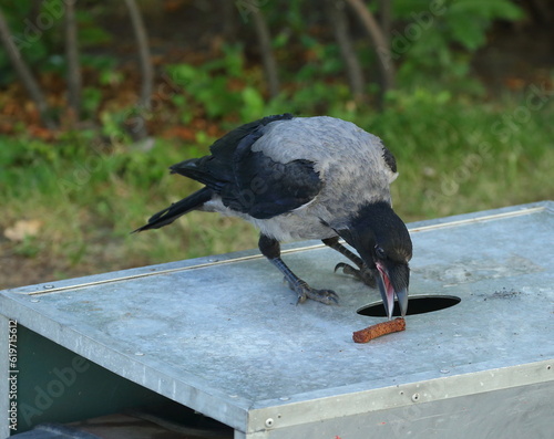 Foto A crow sitting on a tin casing pecks at food