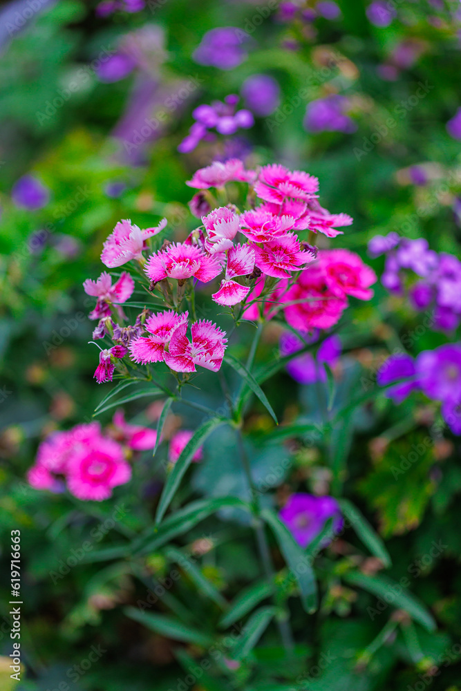 Bartnelke (Dianthus barbatus), eine Art der Nelkengewächse Bartnelke (Dianthus barbatus), eine Art der Nelkengewächse