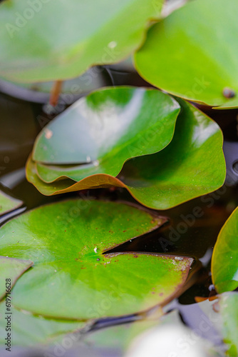 Seerosenblätter (Nymphaea)
