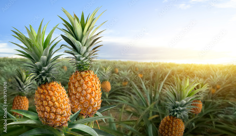 Pineapple fruits in pineapple farming with sunrise background. Pineapple fruits in pineapple farming with sunrise background.