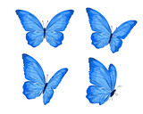 set of  blue butterflies