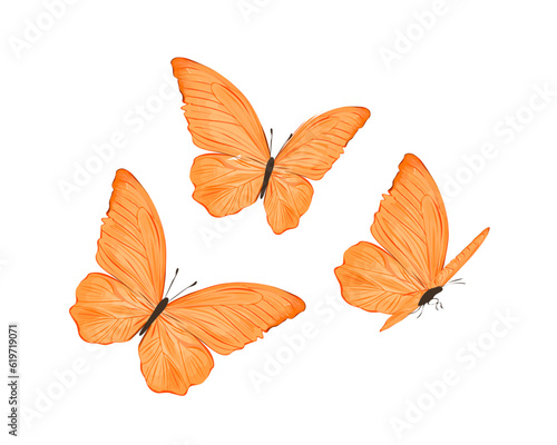 set of leaves and butterfly