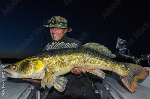 Fototapeta Naklejka Na Ścianę i Meble -  Big albino zander - fishing trophy