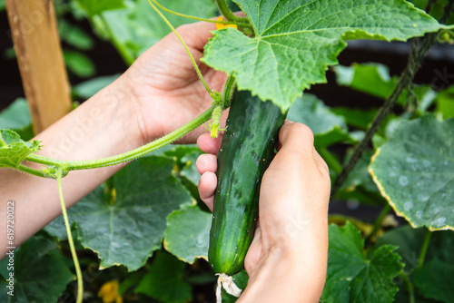 Picking cucumbers by hand. Fresh vegetables in the garden