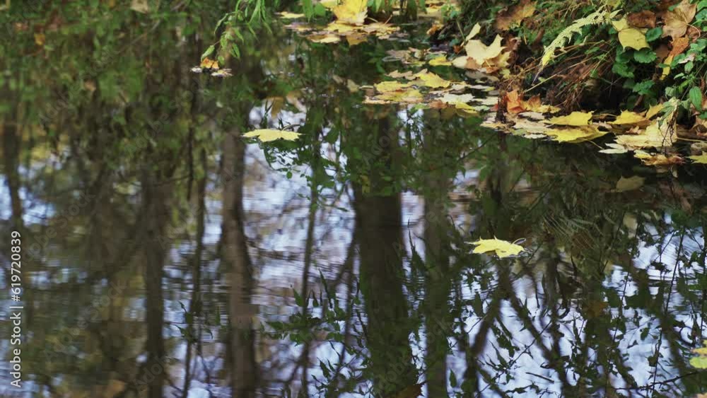 Yellow maple leaves float on the calm reflected water surface of a pond in the forest. Yellow maple leaves float on the calm reflected water surface of a pond in the forest.