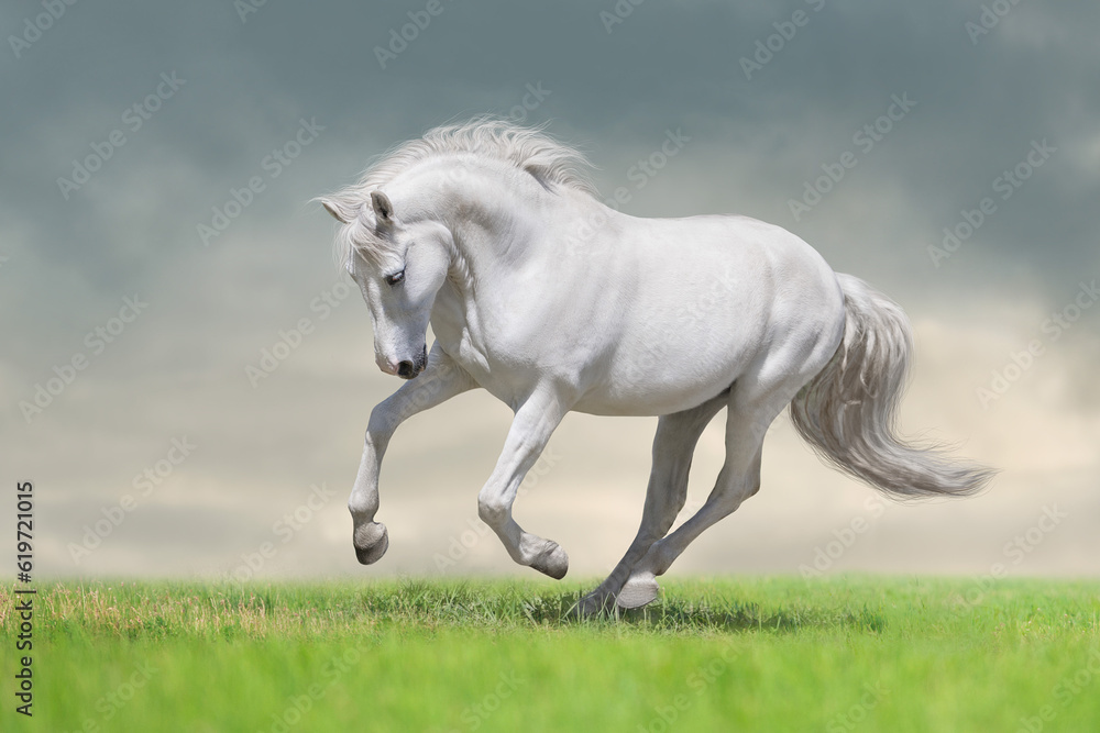 Grey horse with long mane run Grey horse with long mane run