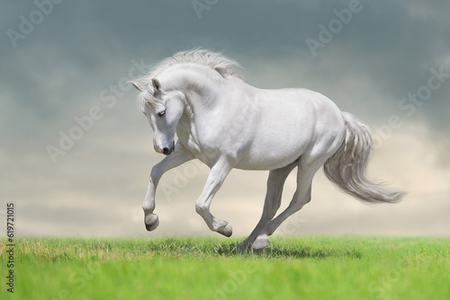 Grey horse with long mane  run