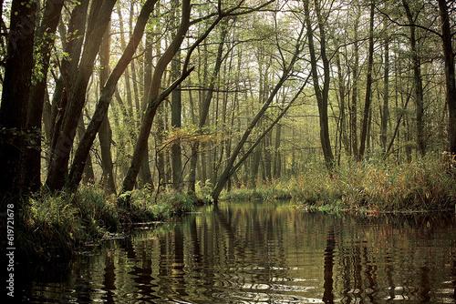 Paklica river in Poland. River in the woods.