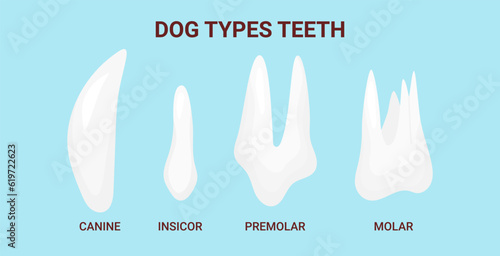 Dog types teeth. Canine Denture anatomy. Vet stomatology banner. Vector illustration cartoon style for vet clinic, healthcare, education