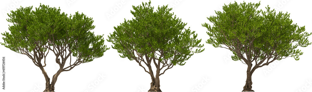 argan tree trees hq arch viz cutout 3d render plant