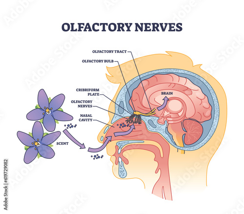 Olfactory nerves with sensory facial nose organs anatomy outline diagram. Labeled educational scheme with human head nasal scent system and plane, cavity or bulb medical location vector illustration.