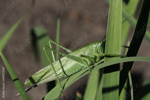 Macro photo of a large green grasshopper on an iris leaf in a flower bed in a garden on a summer morning