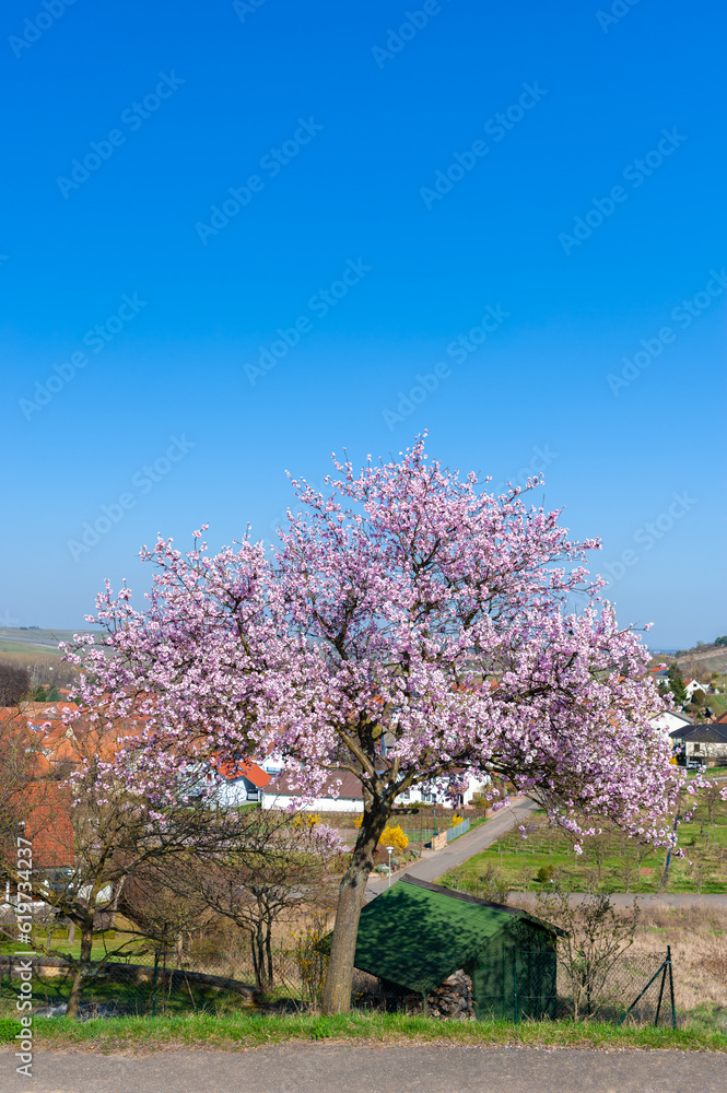 Landschaft mit blühenden Mandelbäumen bei Birkweiler. Region Pfalz im Bundesland Rheinland-Pfalz in Deutschland Landschaft mit blühenden Mandelbäumen bei Birkweiler. Region Pfalz im Bundesland Rheinland-Pfalz in Deutschland