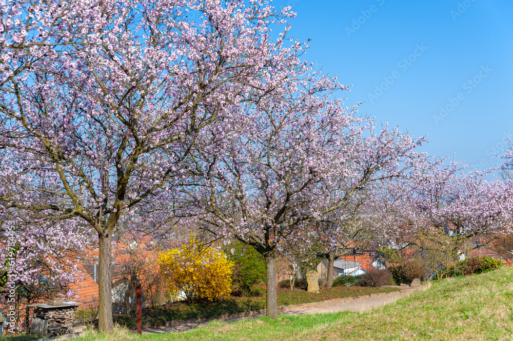 Landschaft mit blühenden Mandelbäumen bei Birkweiler. Region Pfalz im Bundesland Rheinland-Pfalz in Deutschland Landschaft mit blühenden Mandelbäumen bei Birkweiler. Region Pfalz im Bundesland Rheinland-Pfalz in Deutschland