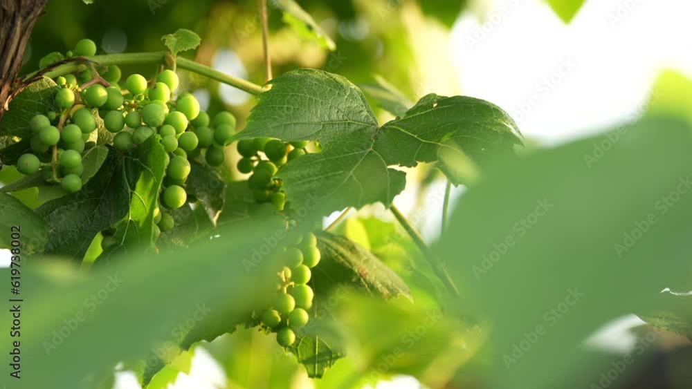 Vines fruits in sunset light. 4K video with young grapes on a vine in sunset light. Farming industry. Vines fruits in sunset light. 4K video with young grapes on a vine in sunset light. Farming industry.