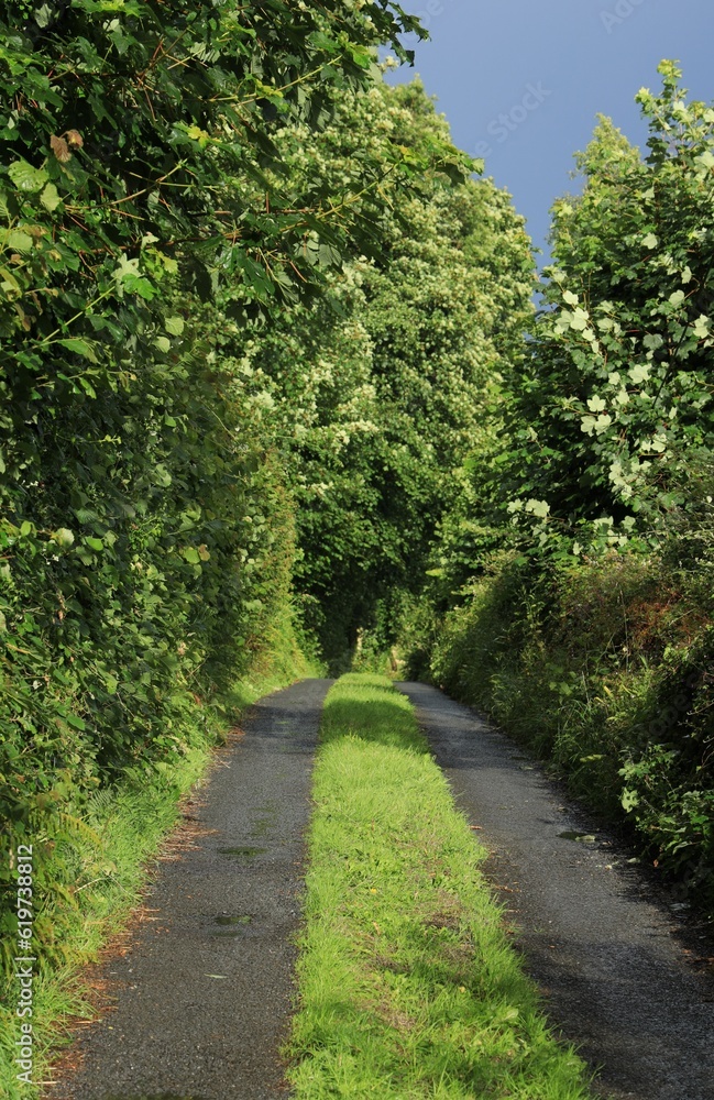 Country lane in rural Ireland bordered by trees in foliage and bathed in sunlight after rain