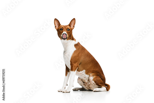 Studio shot of white-red purebred Basenji dog posing isolated over white background. Concept of animal care, fashion and ad