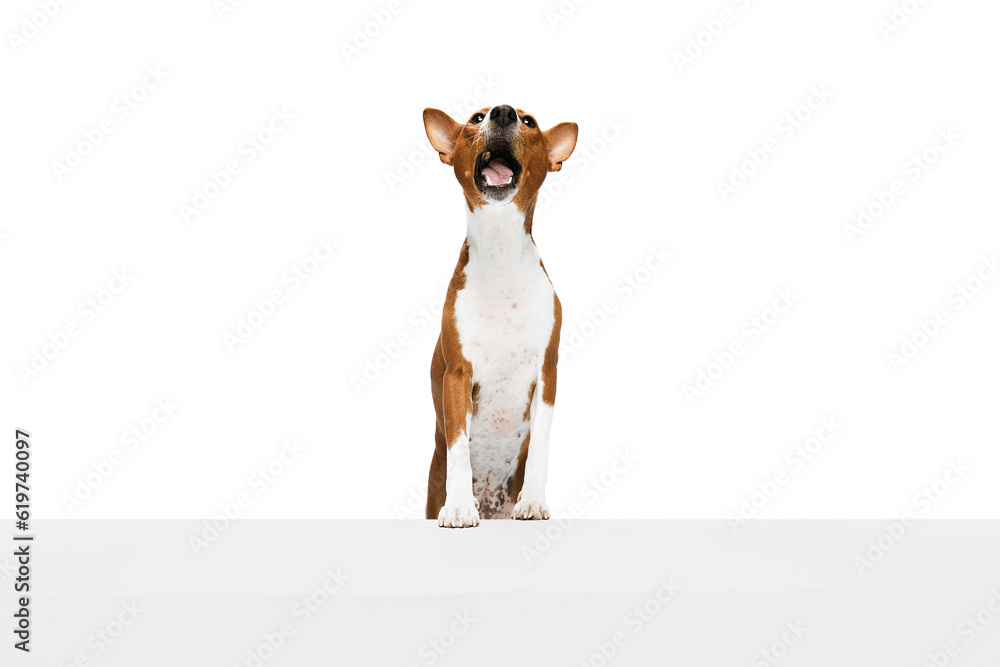 Fototapeta premium Studio shot of white-red purebred Basenji dog posing isolated over white background. Concept of animal care, fashion and ad