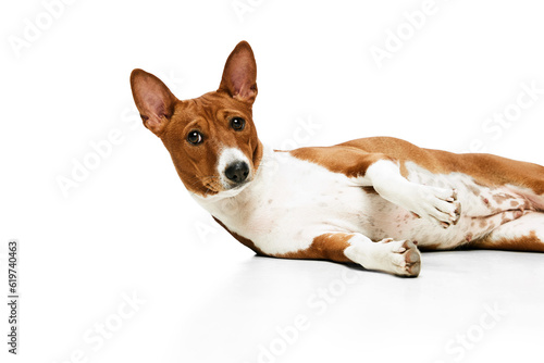 Studio shot of white-red purebred Basenji dog posing isolated over white background. Concept of animal care, fashion and ad