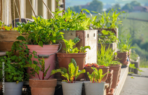 Flower pots and raised bed with many green flowers and plants on a sunny summer day on a backyard terrace.