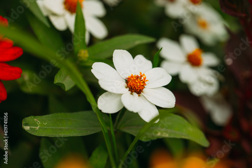 Mother day. 8 march. Happy day. Holidays. Background flowers. Flowers. Leaf