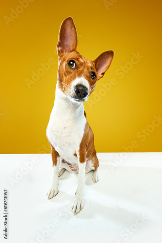 Wide angle view shot. Funny Basenji dog with red-white color fur looking at camera over yellow color studio background