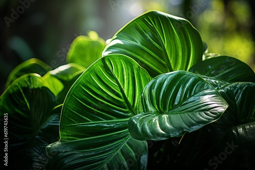 Photograph Of Calathea Leaf Natural Light  Generative AI