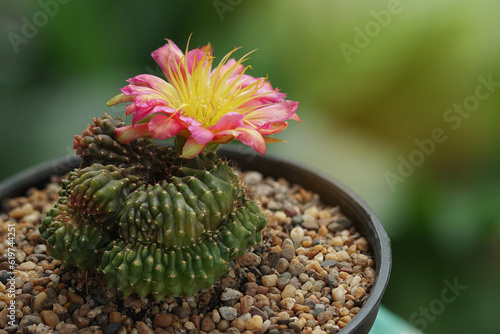 Blooming light multicolour flower of lobevia cactus. Cactus in pot with flower. home plant decoration concept. Bouquet of torch cactus flowers..
