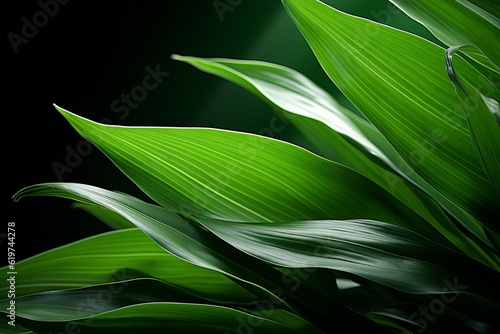 Photograph Of Dracaena Leaf Natural Light, Generative AI