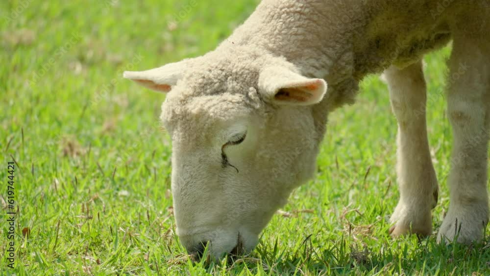 Wiltipoll Sheep Eating Green Grass - Extreme Head Close-up Wiltipoll Sheep Eating Green Grass - Extreme Head Close-up