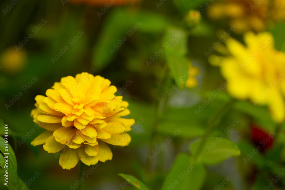 yellow flower yellow flower