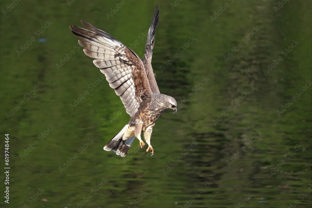 Fototapeta premium Endangered Snail Kite Paynes Prairie Preserve State Park La Chua Gainesville Florida