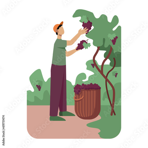 Male in uniform standing and plucks cluster of grapes, put it in basket. Manufacturing organic wine. Process of growing organic grapes to make alcohol drinks. Vector flat illustration