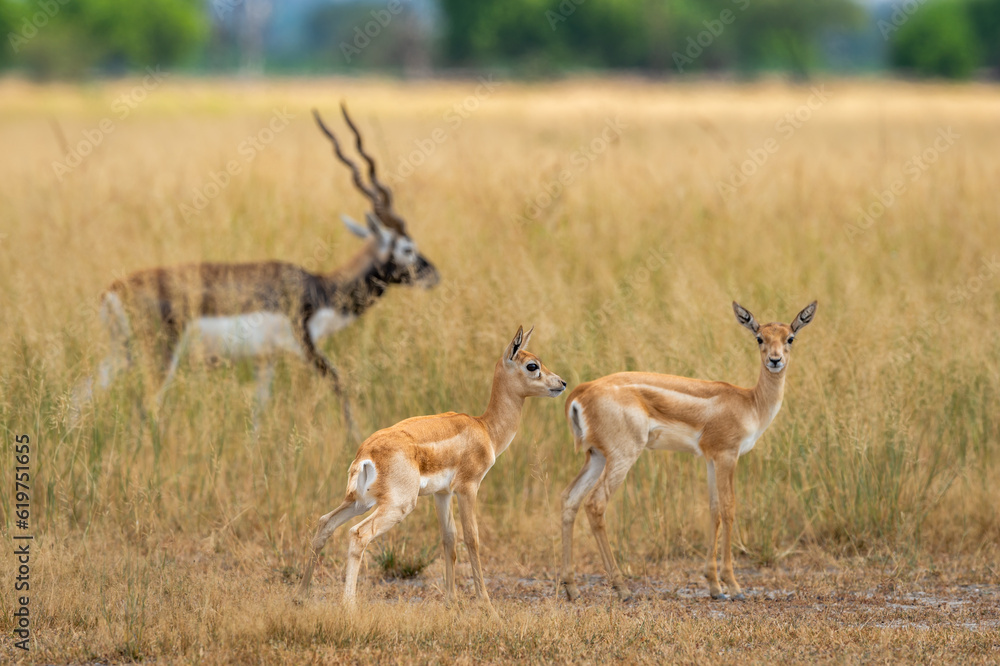 wild blackbuck or antilope cervicapra or indian antelope herd group family together in pattern in grassland of tal chhapar sanctuary churu rajasthan india wild blackbuck or antilope cervicapra or indian antelope herd group family together in pattern in grassland of tal chhapar sanctuary churu rajasthan india