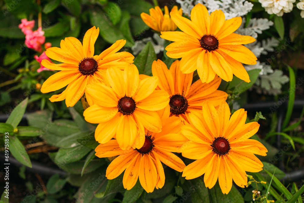 Flowers background. Flower. Summer time. Grass. Nature. Background. Outdoors. Flowers background. Flower. Summer time. Grass. Nature. Background. Outdoors.