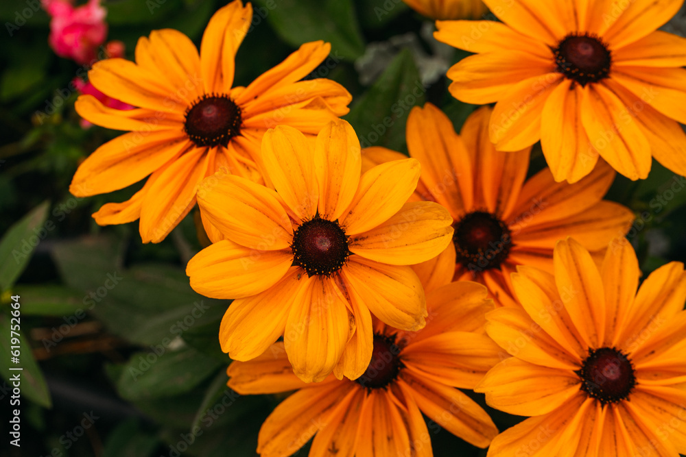 Fototapeta premium Flowers background. Natural flowers background. Sunlight