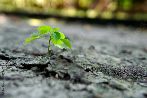 Seedling, little tree on the ground