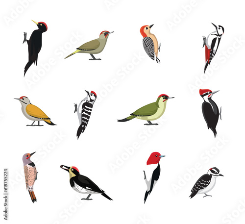 Cute Various Woodpecker Species Set Cartoon Vector photo