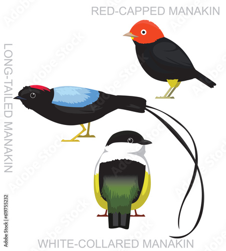 Cuadro en lienzo Cute Bird Manakin Set Cartoon Vector