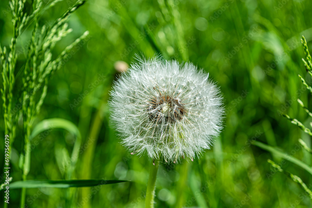 Fototapeta premium lonely white dandelion flower on a green meadow