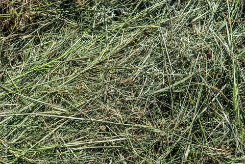 Summer glade yellow dry grass in the sun