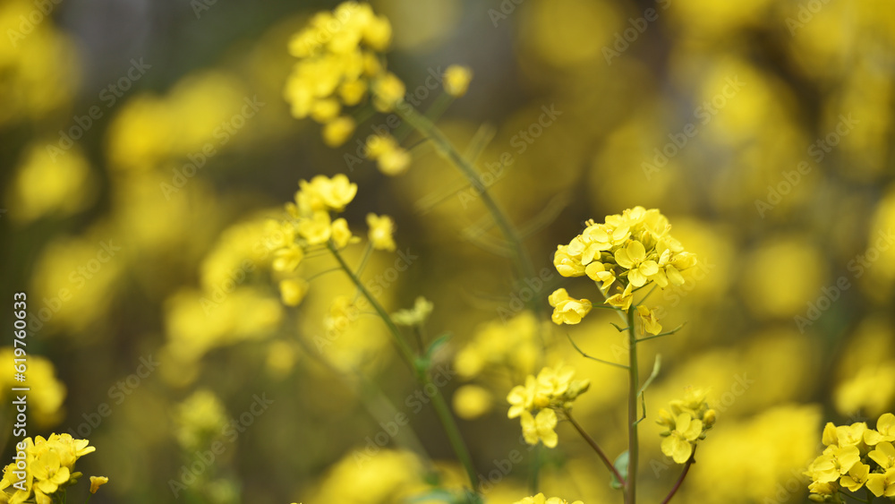 Rapeseed. Brassica napus. are blooming in sunny summer day. yellow flower, isolated on blurred natural background. agriculture, in Europe or Asia. floral background. growing in the field, soft focus Rapeseed. Brassica napus. are blooming in sunny summer day. yellow flower, isolated on blurred natural background. agriculture, in Europe or Asia. floral background. growing in the field, soft focus