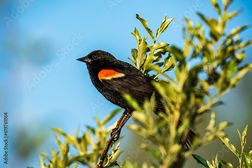 Red winged Blackbird on a branch