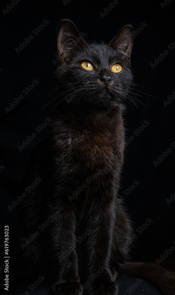 portrait of a cat isolated black