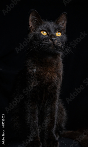 portrait of a cat isolated black